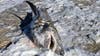 Frozen shark found on Cape Cod beach