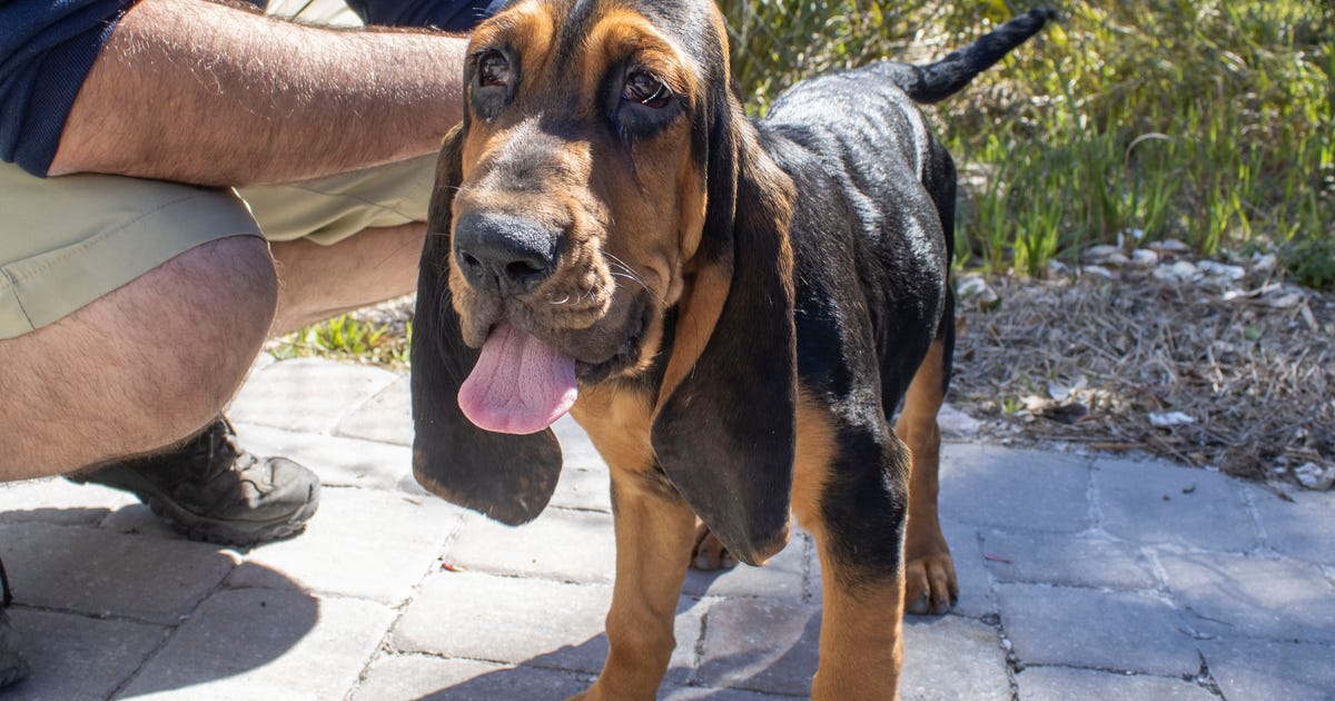 Help name the Brevard Zoo's new bloodhound puppy | FOX 35 Orlando