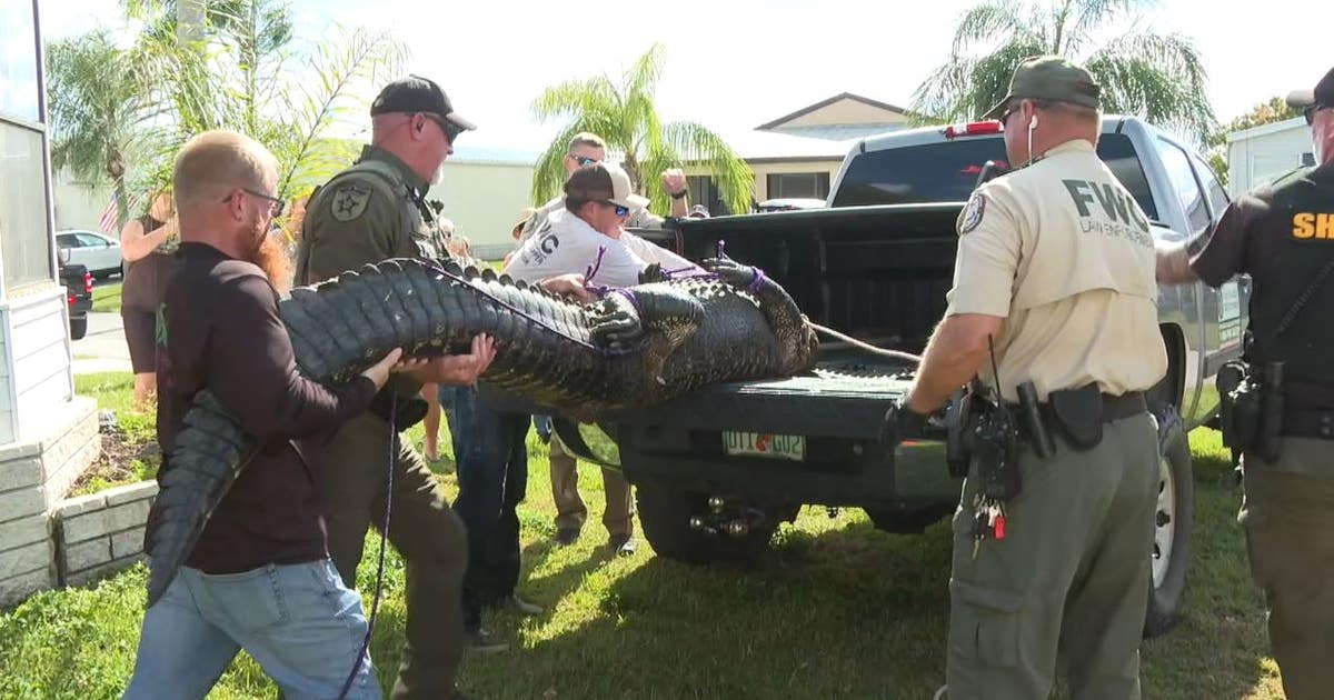 Florida woman, 85, killed by large alligator in St. Lucie County, FWC ...