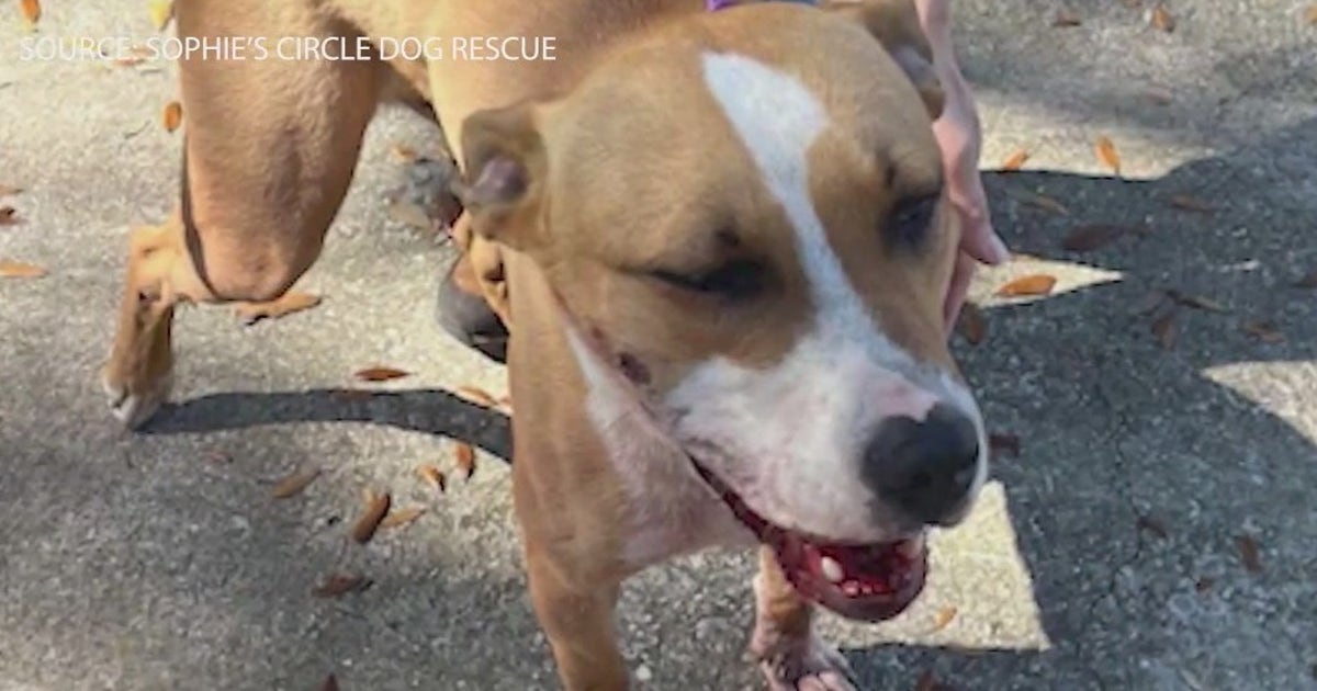 Dog rescued after getting shot twice in face, left at Florida gas ...
