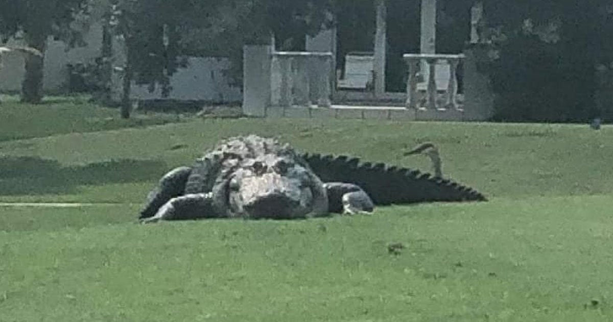 Massive alligator spotted at Florida golf course goes viral | FOX
