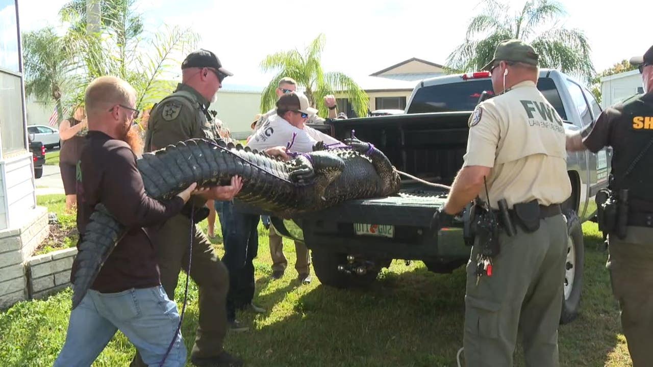Florida woman, 85, killed by large alligator in St. Lucie County, FWC says