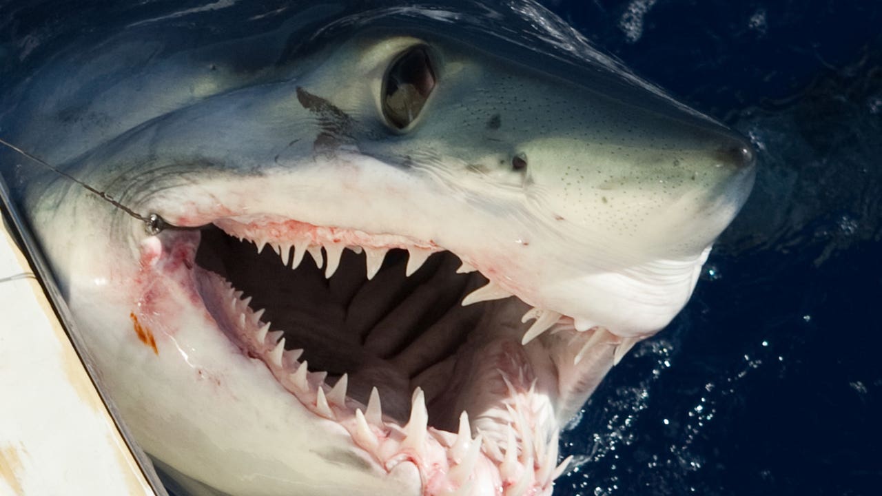 This is the time of day you're most likely to get attacked by a shark in  Florida