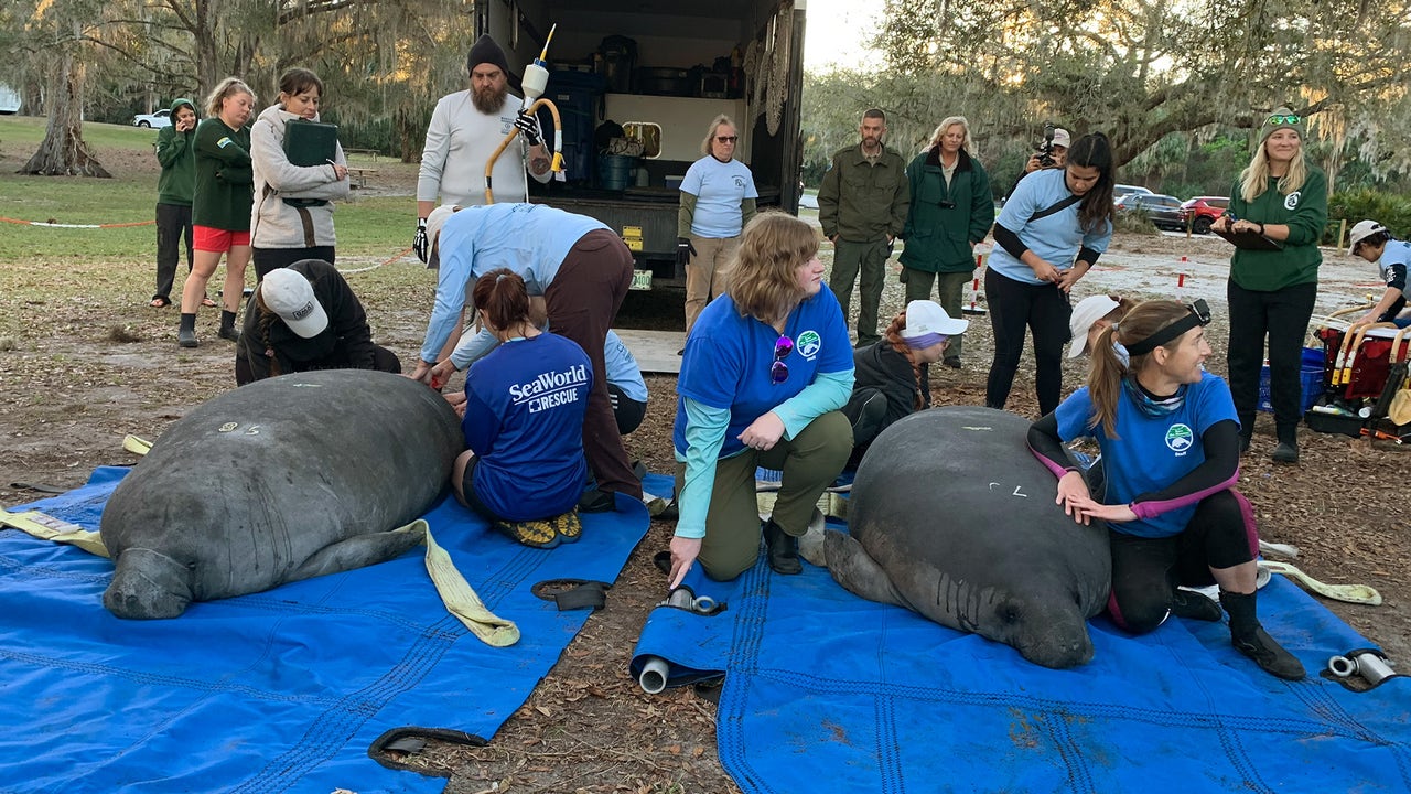 Record 12 manatees released to natural habitat in single day, animal rescue service says - Vimarsana News