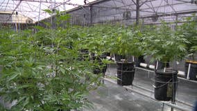 Recreational marijuana now one step closer to reality in Florida, local pot growers not happy