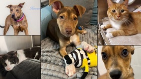Adoptable pets in Orlando: These dogs and cats are looking for their forever homes