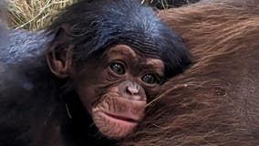 'Rare' baby chimpanzee born at Florida safari park