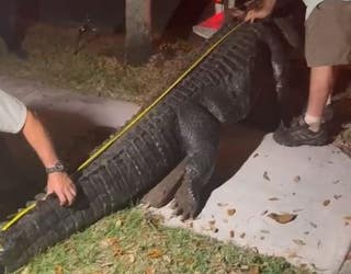 Video shows enormous alligator found roaming in Central Florida neighborhood