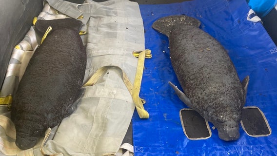 2 small, ailing manatees rescued off Florida coast, FWC says
