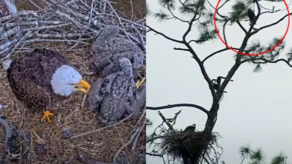 Harriet the eagle missing from nest since Thursday; intruder chased away by M-15