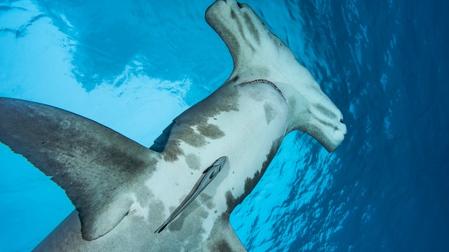 Dog vs shark standoff thrills tourists on Bahamas boat tour: 'Get out baby'