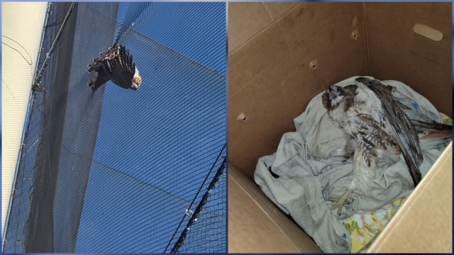 Hawk rescued after getting stuck in Topgolf net in Orlando