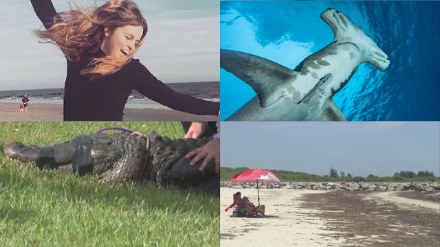 Fl woman killed by gator • Video shows dog swimming with shark • FL beaches could see record-breaking seaweed