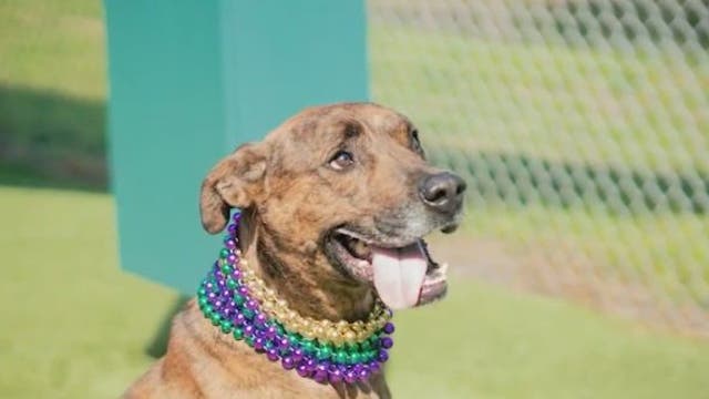 Orlando shelter's longest resident, George, still waiting 100 days later to be adopted