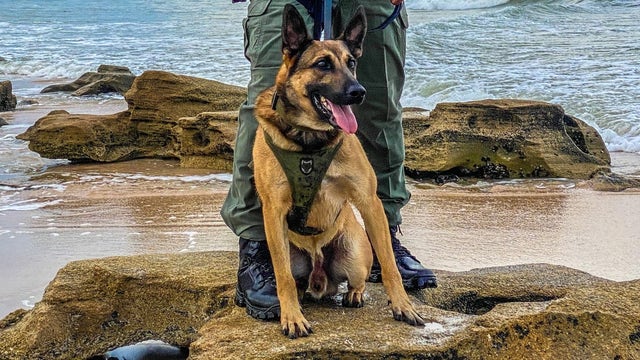 Florida K-9 Keanu passes away on Valentine's Day: 'You will be missed'