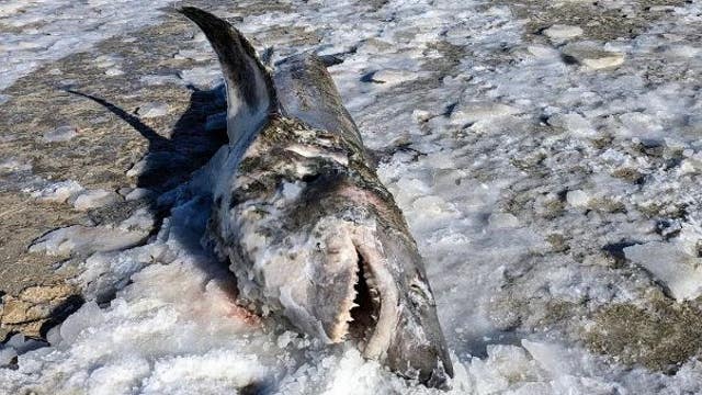 Frozen shark found on Cape Cod beach