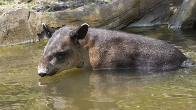 Beloved Brevard Zoo Baird tapir is heading to new zoo