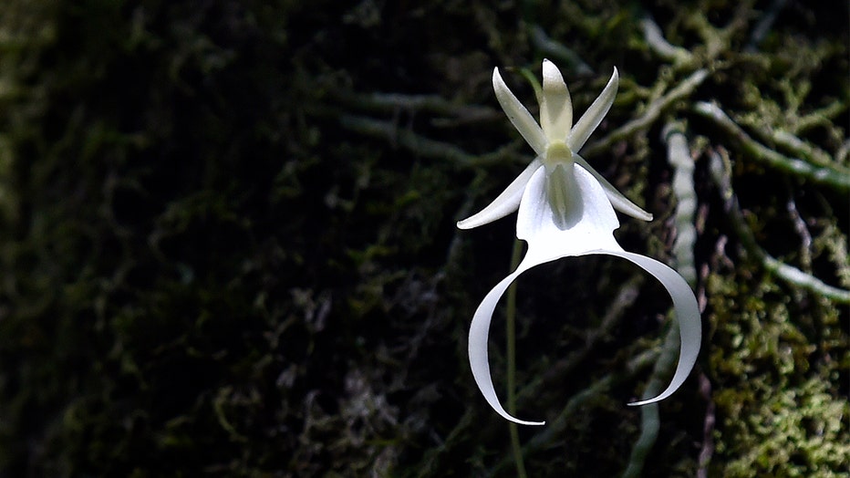 GETTY-ghost-orchid.jpg
