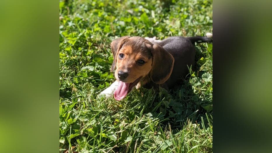 June-Envigo-Beagle-Puppy-Bowl.jpg