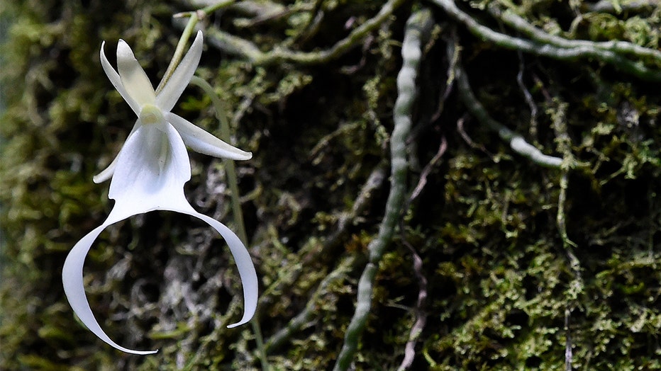 ecab6131-GETTY-ghost-orchid-2.jpg