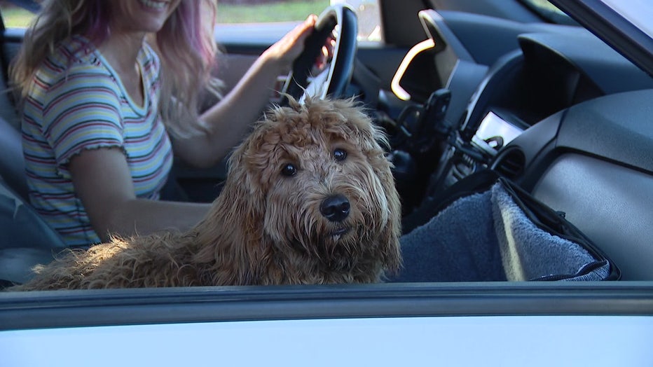 dogs car windows