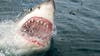 12-foot, 1,600-pound great white shark pings off Florida coast