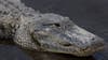Florida man appears to feed alligator a sandwich in viral video