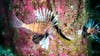 Saving the planet by eating one venomous lionfish at a time