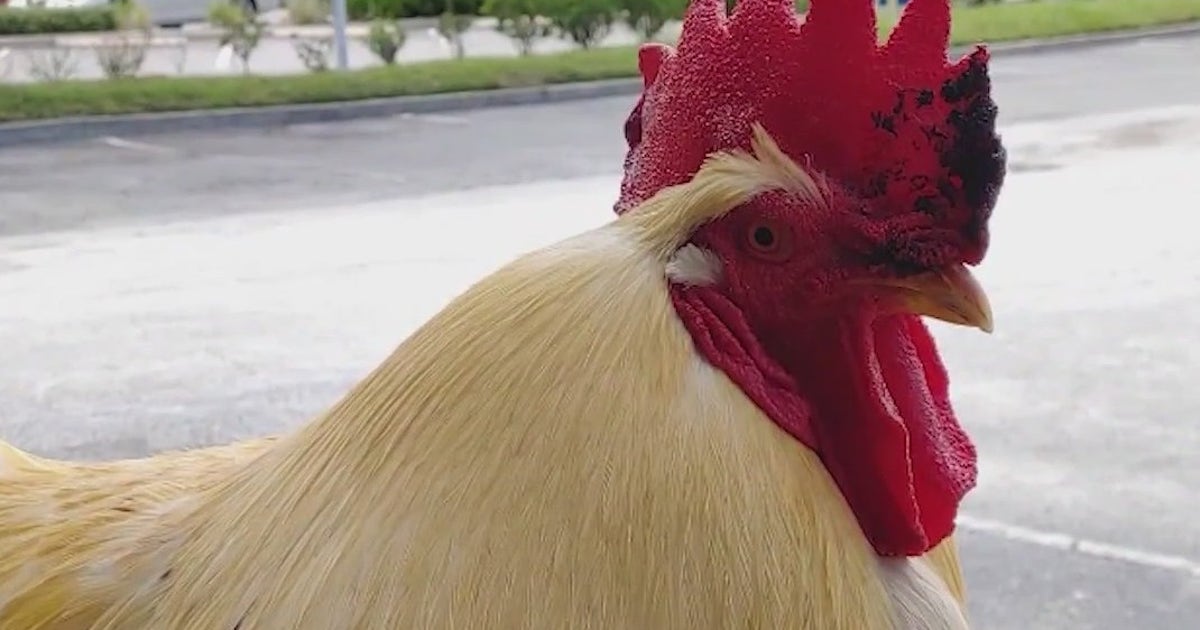 WOFL-Fred-the-Rooster.jpg?ve=1