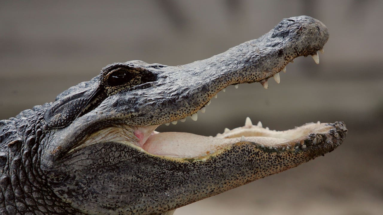 Alligator attacks are on the rise in Florida. Thank humans, scientists say.