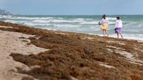 Mounds of smelly seaweed return to South Florida beaches amid heat wave