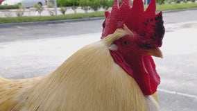 Fred, Oviedo's beloved pet rooster has died; an 'untimely death,' owner says