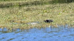 Lone cow goes for a dip through swamp at popular Florida airboat tour attraction