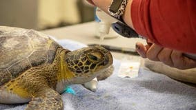 Brevard Zoo working to save endangered turtles infected with form of herpes
