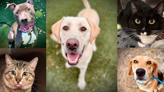 Adoptable pets in Orlando: These dogs and cats are looking for their forever homes