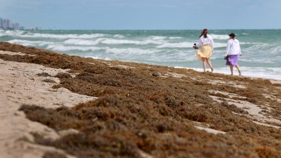 Mounds of smelly seaweed return to South Florida beaches amid heat wave