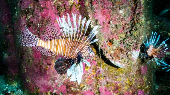Saving the planet by eating one venomous lionfish at a time