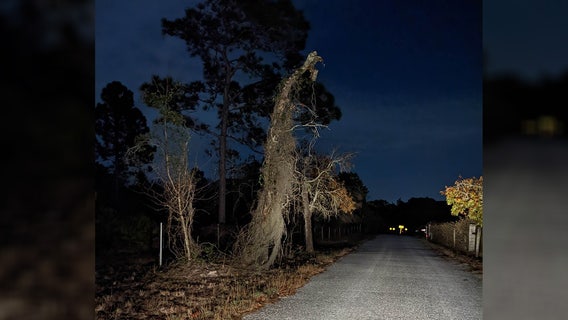 Tree resembling the Grim Reaper terrifies Florida drivers on this road