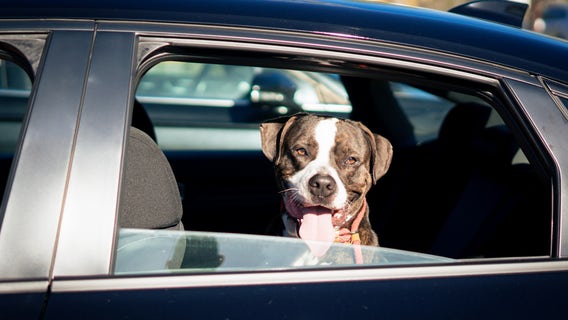 Orlando shelter's longest resident, Nick, gets adopted after almost 100 days