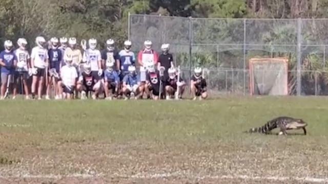 WATCH: Alligator shows up to lacrosse practice at Florida high school