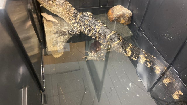 Philadelphia Animal Control issues warning about releasing animals after caiman found in FDR Park