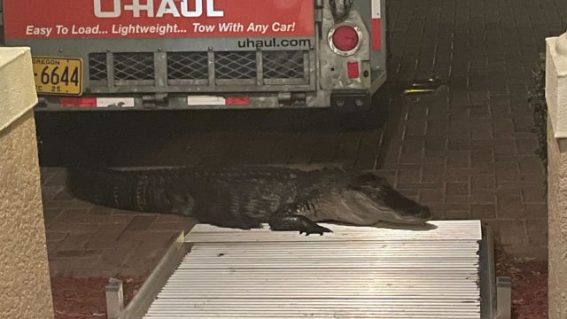 Florida man attacked by alligator describes what happened: 'All I saw was this massive black thing'