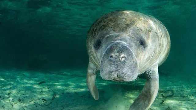 Nearly 400K pounds of lettuce given to save Florida manatees