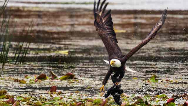2 men accused of killing American Bald eagle in Nebraska with plans to eat it, officials say