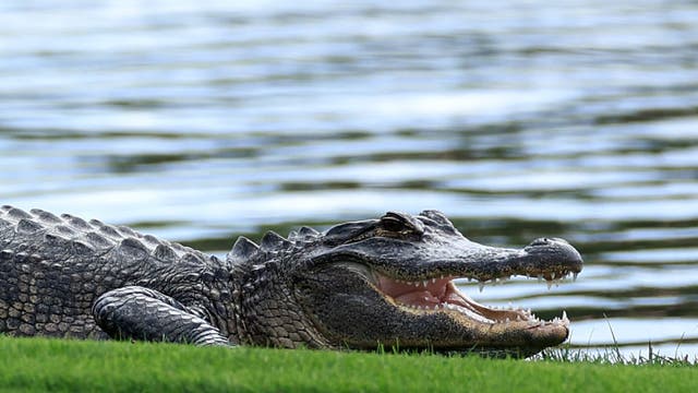 'That's Godzilla!': Florida alligator easily breaks through metal fence in viral video