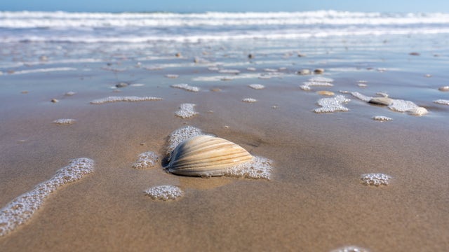 Aber-clam Lincoln: 214-year-old clam found in Florida