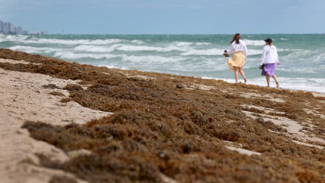 Mounds of smelly seaweed return to South Florida beaches amid heat wave