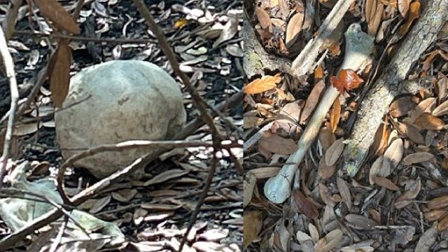 Human remains found in New Smyrna Beach, city officials say