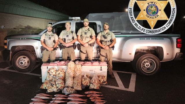'Ya Conch Touch This': 300 pounds of illegal queen conch, crab found in Florida