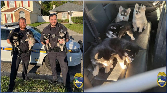 5 husky puppies escape Florida home during Spring Break
